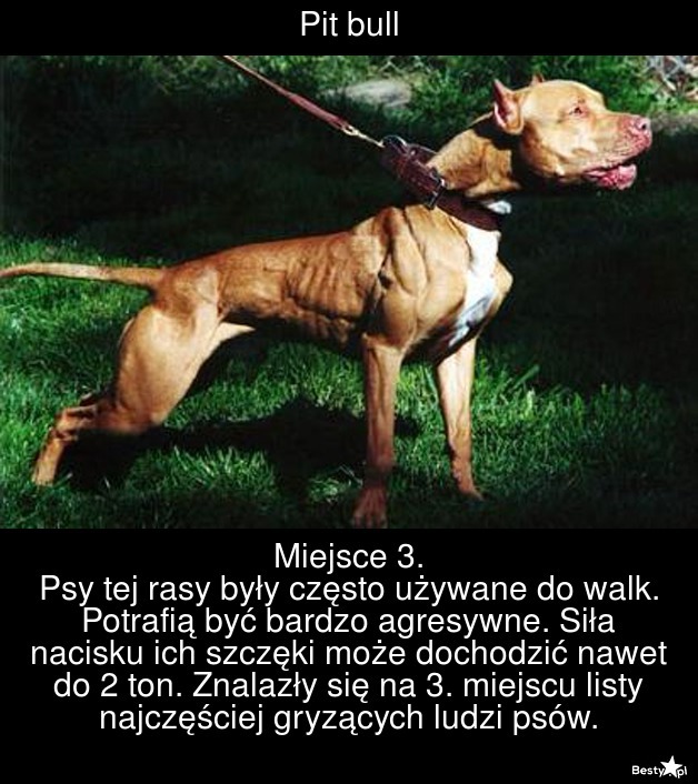 BESTY.pl - Oto najbardziej agresywne psy!