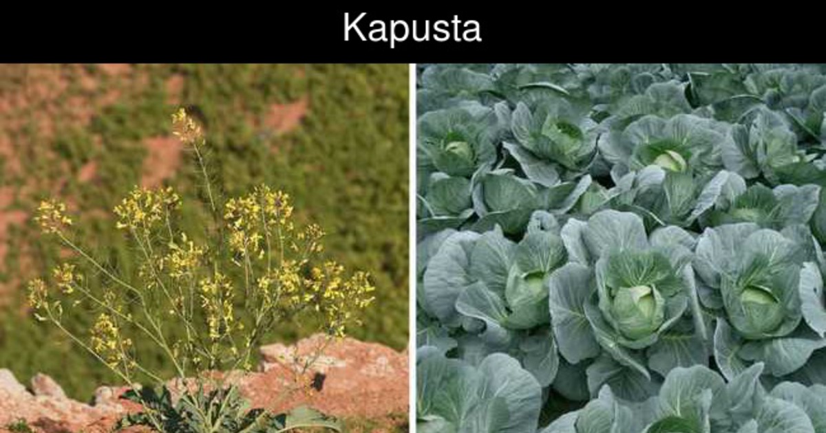 Дикий предок капусты. Brassica oleracea Дикая. Дикий предок капусты Brassica oleracea. Brassica oleracea ботаника. Дикая однолетняя капуста.