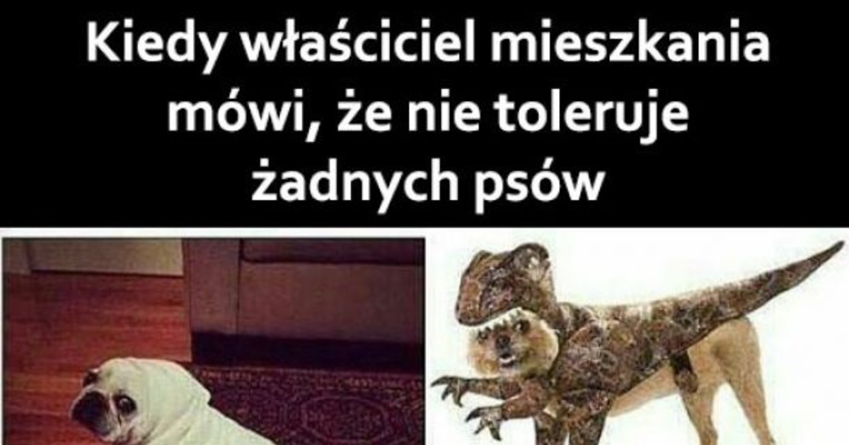 Besty Pl Kiedy Właściciel Mieszkania Nie Toleruje żadnych Psów