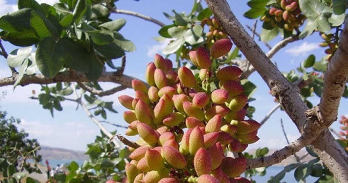 Фото где растет. Galls on Pistachio Tree. Pistachio Dexechii meme.