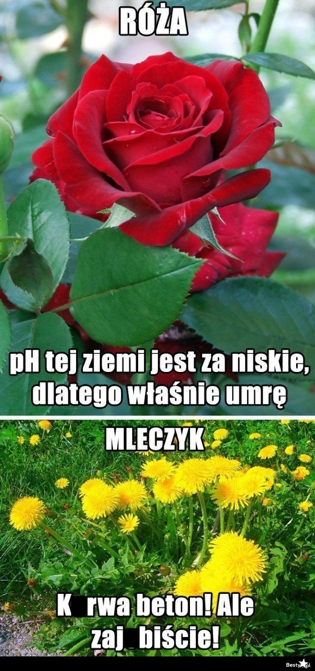 BESTY.pl - Róża vs. Mleczyk